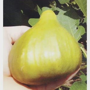 Può includere: Un fico maturo, verde chiaro, tenuto in mano. Il frutto ha una forma a pera e una buccia liscia. Foglie verdi sullo sfondo suggeriscono un raccolto fresco e naturale.