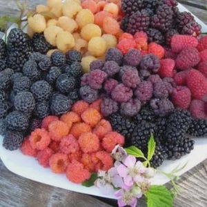 Puede incluir: Un plato blanco rebosante de una colorida variedad de bayas frescas. El arreglo incluye frambuesas doradas, frambuesas rojas, moras y frambuesas moradas oscuras. Hojas verdes y flores rosas añaden un toque natural a la exhibición.