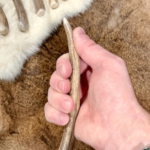 May include: A natural antler, held in a hand, with a light brown and cream color. Several other antlers are visible in the background, resting on a white and brown surface. The antler is a natural product.