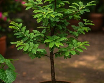 5 Fresh Tamarind Tree Seeds - Tamarindus indic, Tropical Fruit, Bonsai Seeds, Exotic Edible Plant