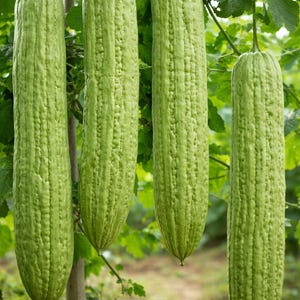 May include: Four elongated, light green bitter gourds hanging from a tree branch. The gourds have a textured, ridged surface and are suspended against a backdrop of green leaves and a blurred background.