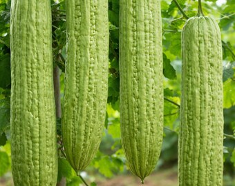 10 Green Skin Long Bitter Gourd Seeds - Bitter Melon Ku Gua, Asian Vegetable