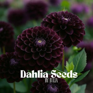 Puede incluir: Primer plano de flores de dalia de color púrpura oscuro con un centro amarillo. La imagen presenta el texto "Dahlia Seeds by Julia" en blanco. Las flores están en plena floración, con muchos pétalos.