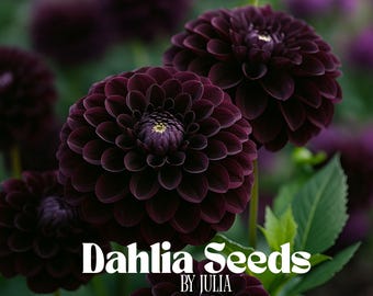 Dalia perenne rara, 20 semillas, flores grandes