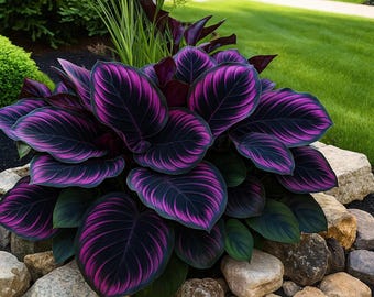 25 Purple Tip Calathea Seeds - Rare Tropical Foliage Plant for Indoor Pots & Shaded Gardens