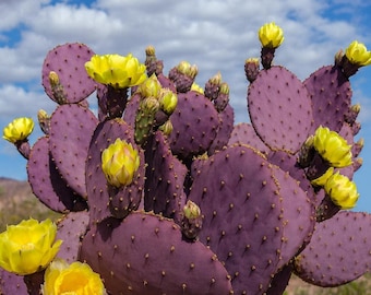 Purple Prickly Pear Cactus Seeds (opuntia Violacea V. Santa Rita) 20+seeds  - Etsy