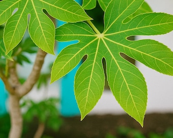 20 Fatsia Japonica Seeds – Japanese Fatsia for Bold Tropical Foliage, Shade-Loving Ornamental Plant