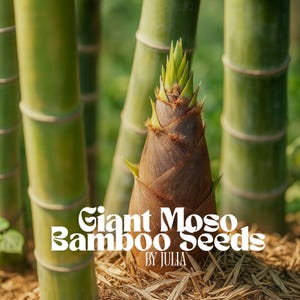 Giant Moso Bamboo Seeds - Edible Shoots & Tall Evergreen Privacy Screen - Hardy Perennial Grass - 50 Seed Packet