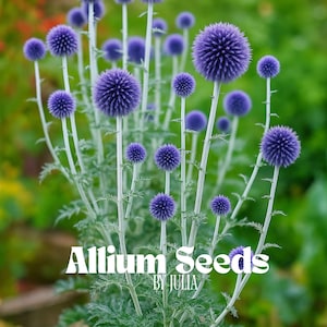 Purple Giant Allium Seeds | Allium Giganteum Large Blooms | Stunning Perennial Garden Flowers | 50 Fresh Seeds