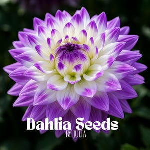 Sementes de Dália Roxa e Branca: Flores Perenes Bicolores Raras - 20 Sementes Frescas