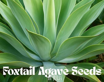 Foxtail Agave Seeds | 20 Agave Attenuata, Rare Succulent