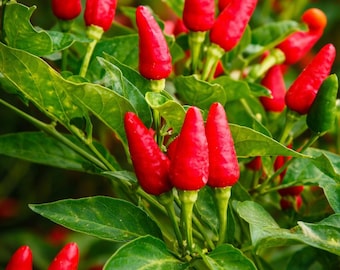 30 Organic Thai Chili Pepper Seeds - Small Red Hot Chili