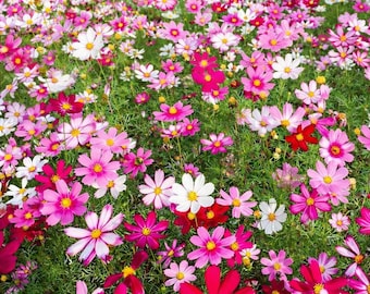 100 Dwarf Cosmos Seeds Mix - Mexican Aster | Colorful Garden Cosmos Flower