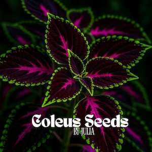 Pink Black Green Coleus Seeds - 20 Rare Color Mix Flower Variegated Foliage - Easy-to-Grow Garden or Pot Plant