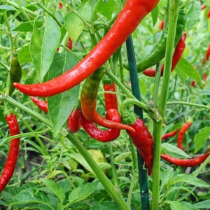 May include: Close-up of a chili pepper plant with vibrant red and green peppers. The peppers are long and slender, growing on green stems with lush green leaves. Some peppers are still green, while others are a deep red.