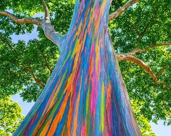 50 Pack Garden Seeds Rainbow Eucalyptus - Eucalyptus deglupta Tropical Tree, Fast-Grow