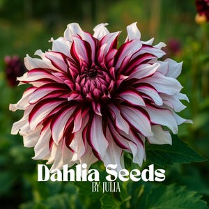 Sementes raras de dália: flores perenes fáceis de cultivar - 20 sementes frescas