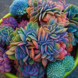 May include: A vibrant assortment of succulents in a lime green pot. The plants display a spectrum of colors, including blue, green, pink, and purple. The close-up shot highlights the intricate textures and layered petals of the succulents, creating a visually appealing display.