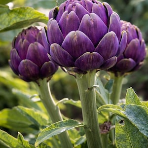 May include: Close-up of three vibrant purple artichokes with green stems and leaves. The artichokes are in full bloom, showcasing their layered petals. The image is set against a blurred green background, highlighting the fresh produce.