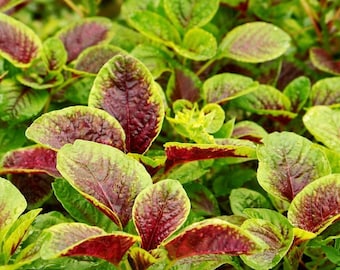 300 Red Amaranth Seeds - Red Stripe Leaf Chinese Spinach, Yin Choi Callaloo Asian Greens
