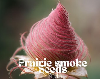 Graines de fleurs de fumée des prairies : 40 vivaces rares Geum triflorum pour bonsaï