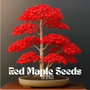 May include: A bonsai tree with vibrant red maple leaves. The tree is planted in a light brown oval pot. The text "Red Maple Seeds BY JULIA" is displayed in white, stylized font.
