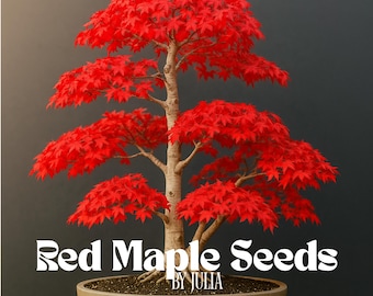 30 Samen Japanischer Roter Ahorn Baum Bonsai Seltene Pflanze fr Hausgarten  - Etsy.de