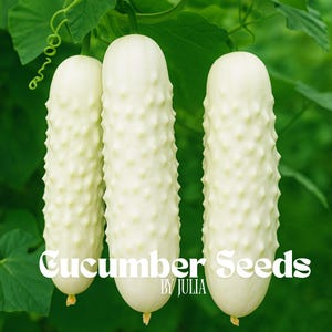 White Cucumber Seeds | 20 Fresh Cucumis Sativus Vegetable Seeds | Rare Cream-Colored Cucumbers | Easy Garden Grow