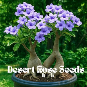 Rare Purple Desert Rose Seeds - 5 Adenium obesum Exotic Bonsai Flower Plant - Drought Tolerant Garden Decor