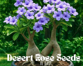 Nasiona Purpurowej Róży Pustyni: 5 egzotycznych kwiatów bonsai Adenium – odpornych na suszę