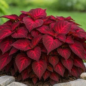 May include: A vibrant coleus plant with deep red leaves and prominent veining. The plant is surrounded by small stones and set against a backdrop of green grass and foliage. The leaves have a heart shape.