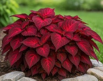 25 Superfine Rainbow Volcano Coleus Seeds - Plant for Garden, Pots & Indoor Decor