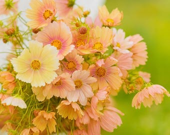 200 Apricot Lemonade Cosmos Seeds - Rare Bicolor Cosmos, Pollinator-Friendly Flower Garden