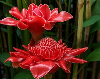 1 Fresh Red Torch Ginger Rhizome, Etlingera Elatior, Exotic