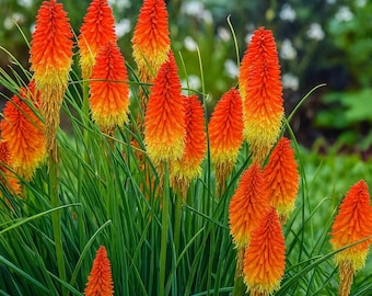 Pardancanda Norrisii Dazzler | Dwarf Candy Lily | 10 Seeds - Etsy