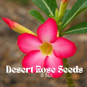 Pink Desert Rose Seeds - Rare Adenium Obesum Bonsai Flowers - Heirloom Perennial Blooms - 4 Fresh Exotic Seeds