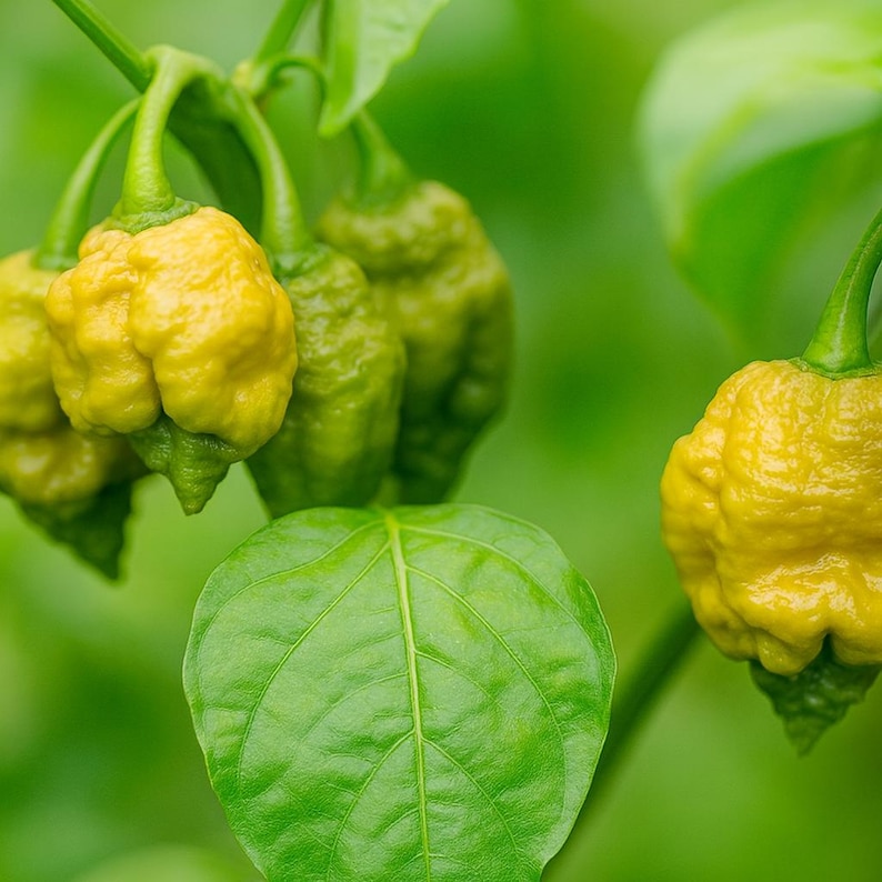 25 Pepper X Seeds - Ultra-hot Chili Pepper for Spicy Garden Growing - Etsy