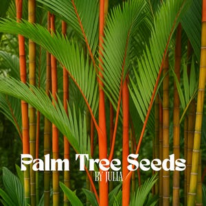 10 Lipstick Palm Seeds | Red Sealing Wax Palm (Cyrtostachys renda) | Exotic Tropical Houseplant Tree