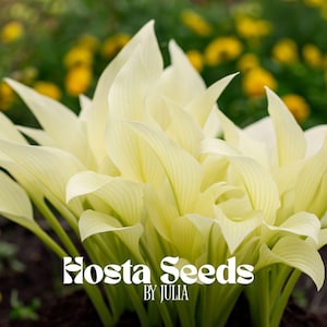 Fragrant Hosta Plantaginea Seeds - Fire and Ice White Lace - Shade Loving Perennial Plants - 20 Fresh Garden Seeds