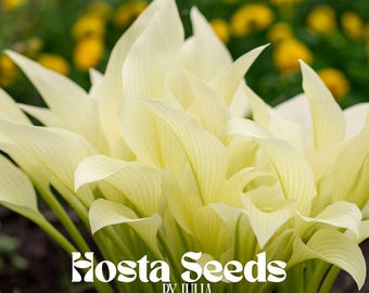 Nasiona pachnącej funkii plantaginea: Ogień i lód oraz bylina White Lace – opakowanie 20 nasion