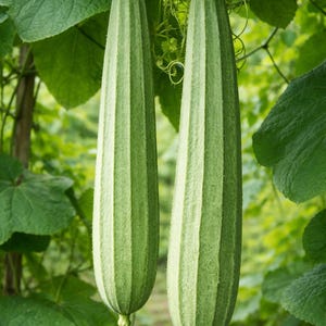 May include: Two green loofah gourds hanging from a vine, with a ribbed texture and a light green color. The background is blurred with green leaves and vines, suggesting a garden setting.