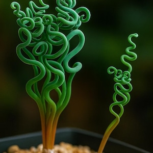 Puede incluir: Primer plano de una planta en espiral verde, con tallos y hojas muy rizados. La planta tiene un aspecto único y caprichoso, con un color verde vibrante. La planta está en una maceta negra pequeña con guijarros.