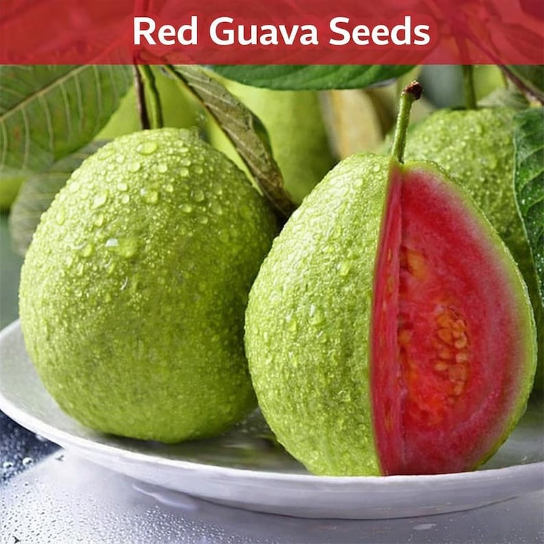 Red Guava Seeds, Tropical Fruit Tree Planting, Sweet Pink Flesh Variety ...