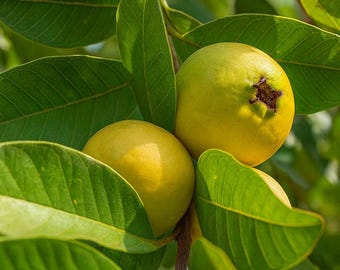 50 Lemon Guava Seeds - Psidium lucidum Seeds for Garden Planting, Home Growing