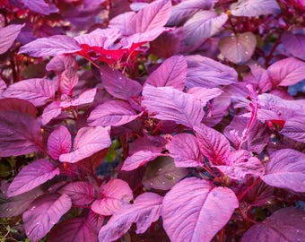 1000 Red Garnet Amaranth Seeds - Red Spinach Kiwicha, Microgreens & Garden