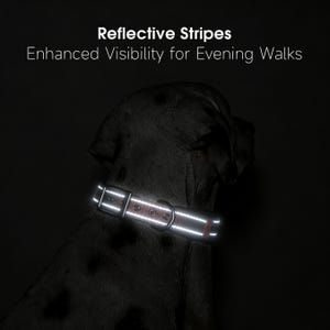 May include: A black dog wearing a reflective collar with the text "Reflective Stripes Enhanced Visibility for Evening Walks". The collar has a silver buckle and reflective stripes for safety during nighttime walks.
