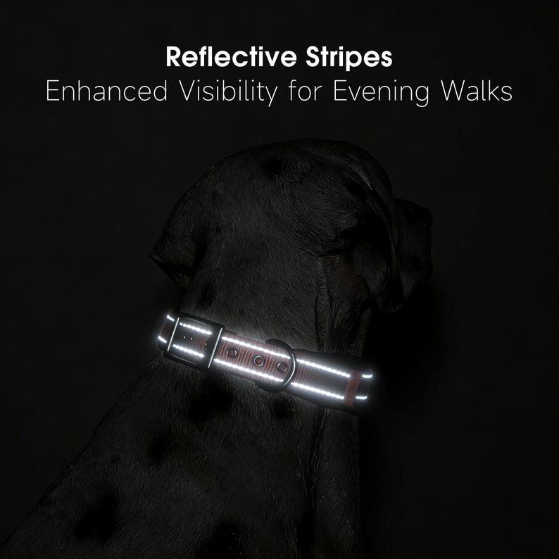 May include: A black dog wearing a reflective collar with the text "Reflective Stripes Enhanced Visibility for Evening Walks". The collar has a silver buckle and reflective stripes for safety during nighttime walks.