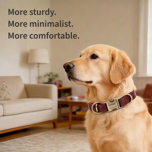 Puede incluir: Un golden retriever con un collar de perro de cuero burdeos con una hebilla dorada. El collar tiene una placa con el nombre "Cooper" y un n&uacute;mero de tel&eacute;fono. El texto de la imagen dice "M&aacute;s resistente. M&aacute;s minimalista. M&aacute;s c&oacute;modo."