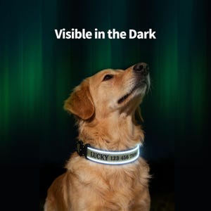 K&ouml;nnte beinhalten: Ein Golden Retriever tr&auml;gt ein reflektierendes Hundehalsband mit dem Text "LUCKY 123 456 7899". Das Halsband leuchtet hellwei&szlig;, und der Text "Visible in the Dark" wird &uuml;ber dem Hund angezeigt.