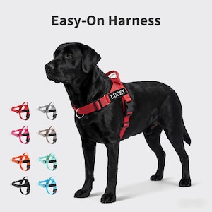 Arnés para perro, alternativa al collar, arnés personalizado con nombre y número de teléfono, regalo para amantes de los perros, juego de arnés y correa.